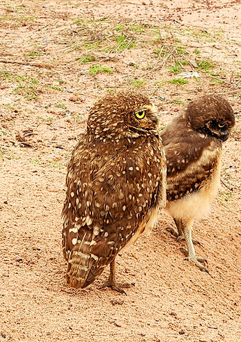 CNP turismo agência na Chapada dos Guimarães 