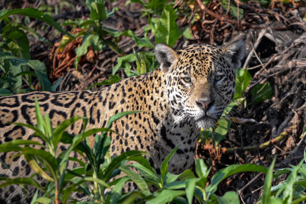 5 Curiosidades Fascinantes Sobre a Onça-Pintada