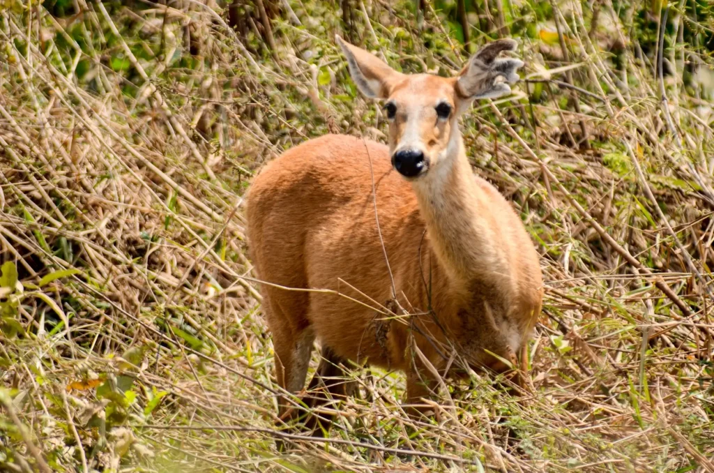 5 Curiosidades Interessantes Sobre o Cervo