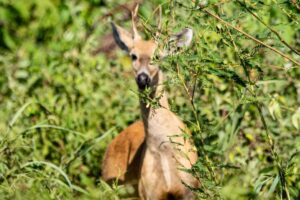 Espécies de Cervos do Pantanal
