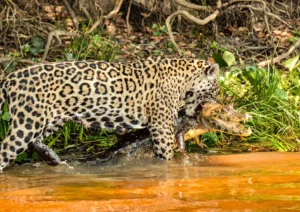 Onça pegando o jacaré - Pantanal Mato-Grossense