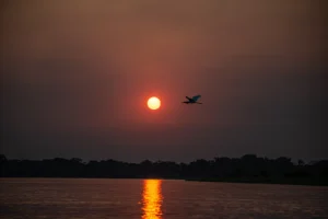 Os 5 Animais Mais Icônicos do Pantanal do Norte