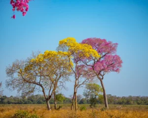Passeio Inesquecível no Pantanal do Norte