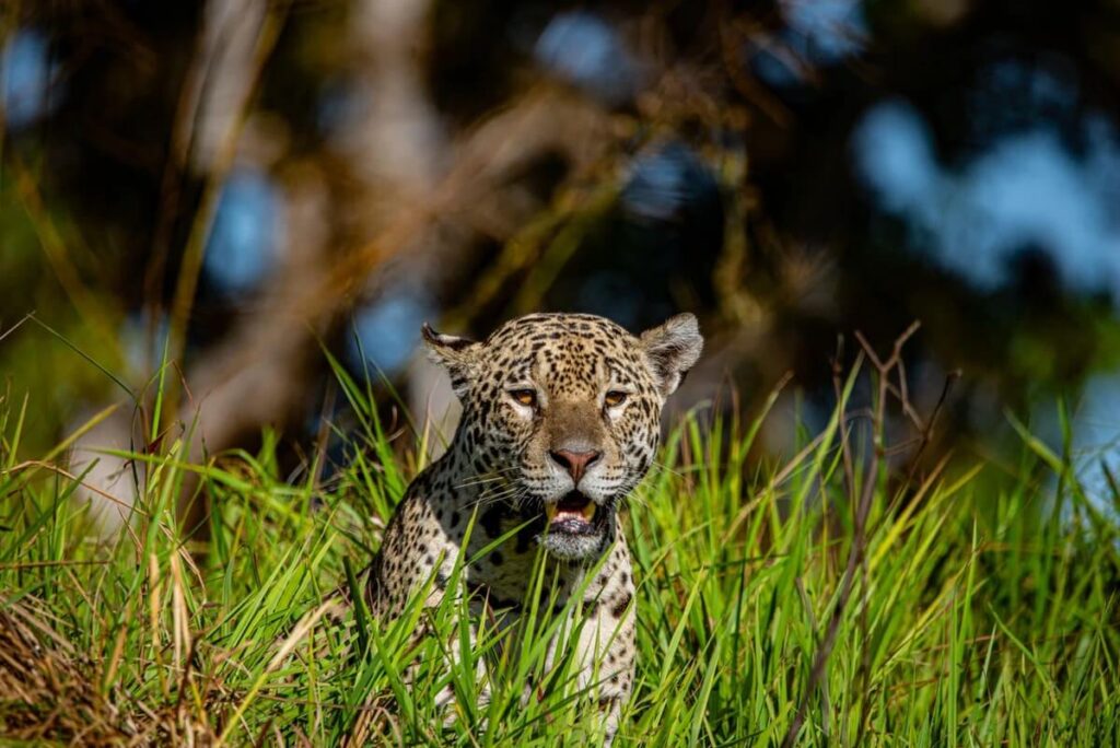 Terra das Onças-Pintadas